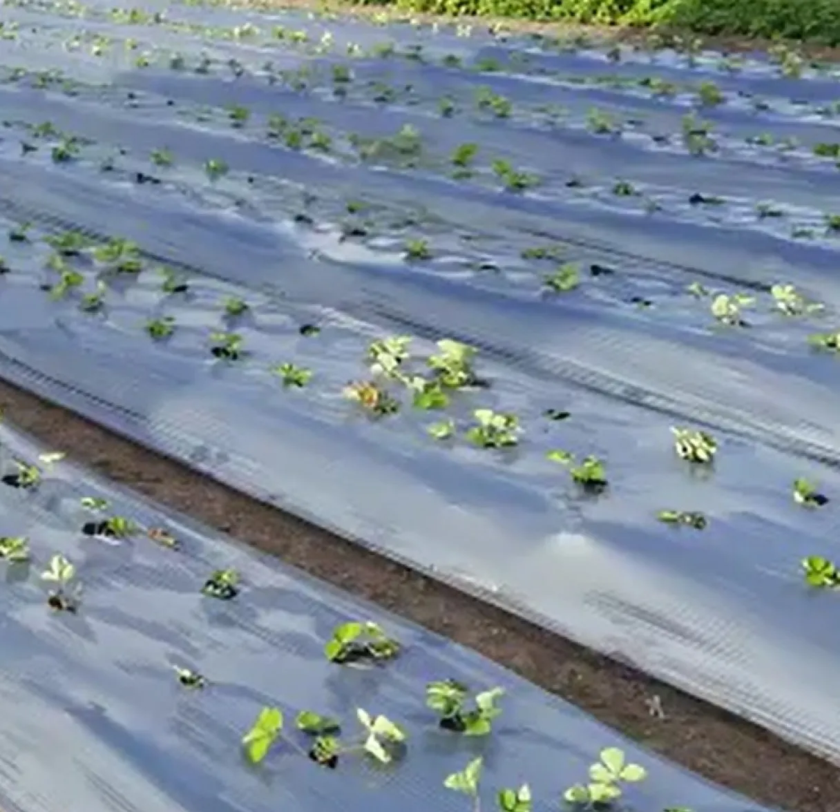 Mulch Film